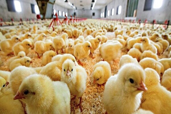 افزایش ۲۲ درصدی جوجه ریزی در واحد‌های پرورش مرغ خراسان جنوبی