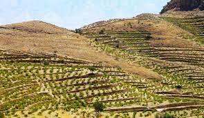 کشت ۵۰ هکتار انگور دیم در اراضی شیب دار شهرستان فیروزه