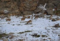 خودداری از ورود به زیستگاه‌های حیات وحش گلستان