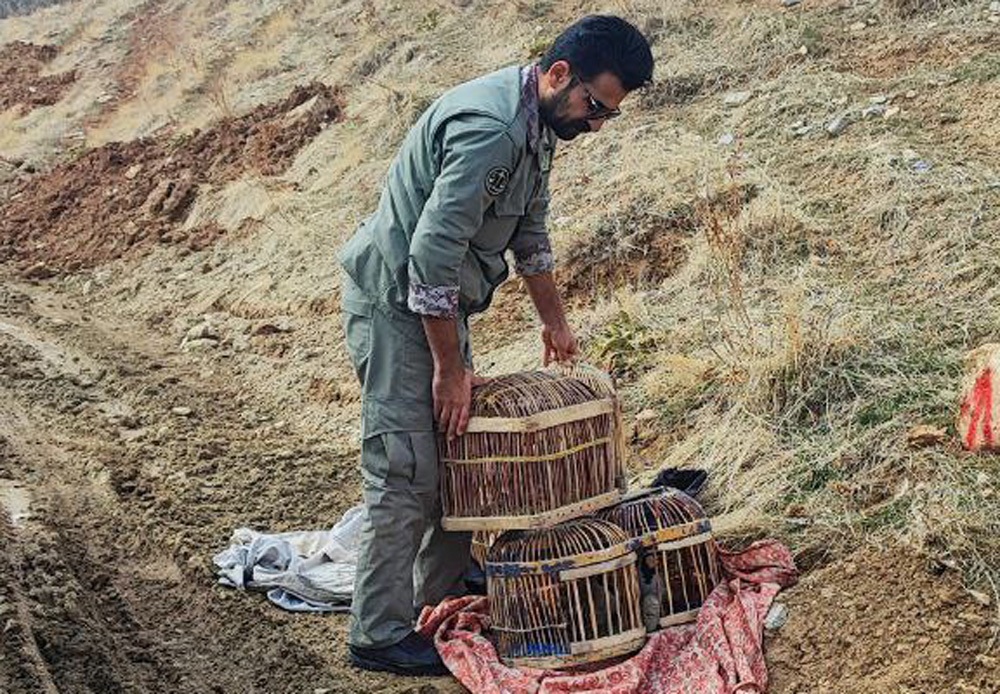 دستگیری متخلف زنده‌گیر کبک در پیرانشهر