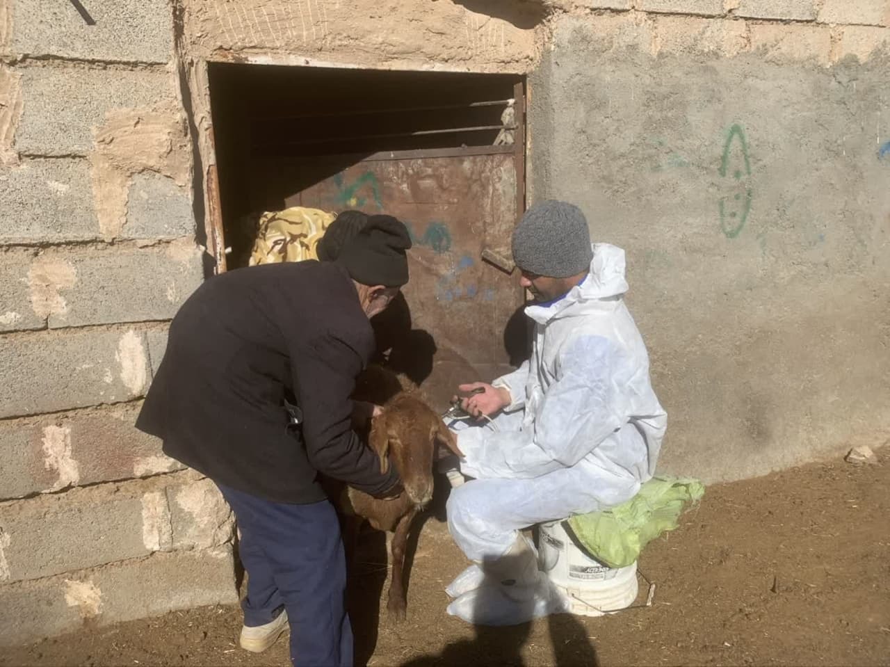 واکسیناسیون هشت هزار دام سبک در شش روستای شهرستان فردوس در یک روز