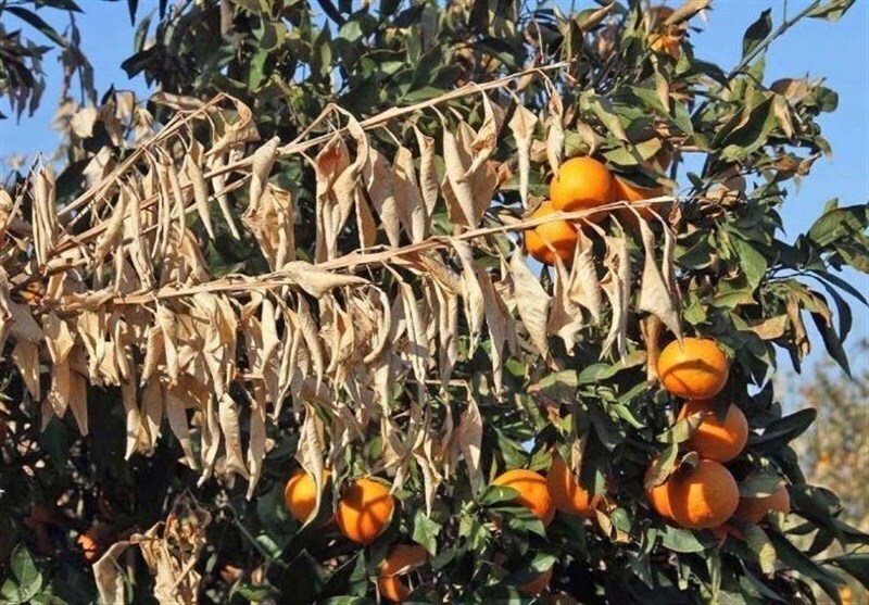 مصون ماندن مرکبات جنوب کرمان از بیماری زوال مرکبات