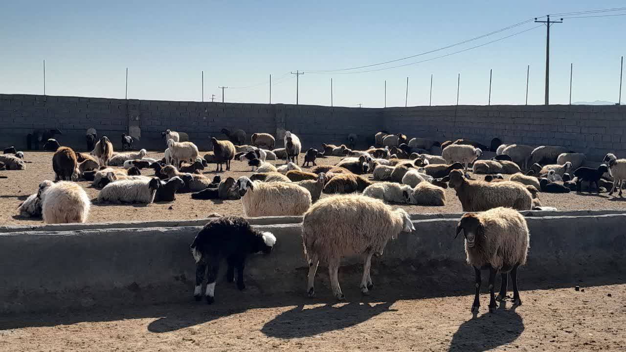 میدان دام بردسکن فاقد پروانه و مسول فنی