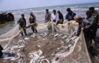 صید ۷۰۰ تن ماهی استخوانی در مازندران