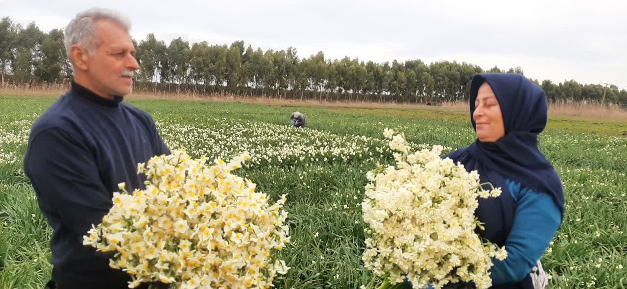 اهدا ۸ هزار شاخه گل نرگس به آستان قدس رضوی