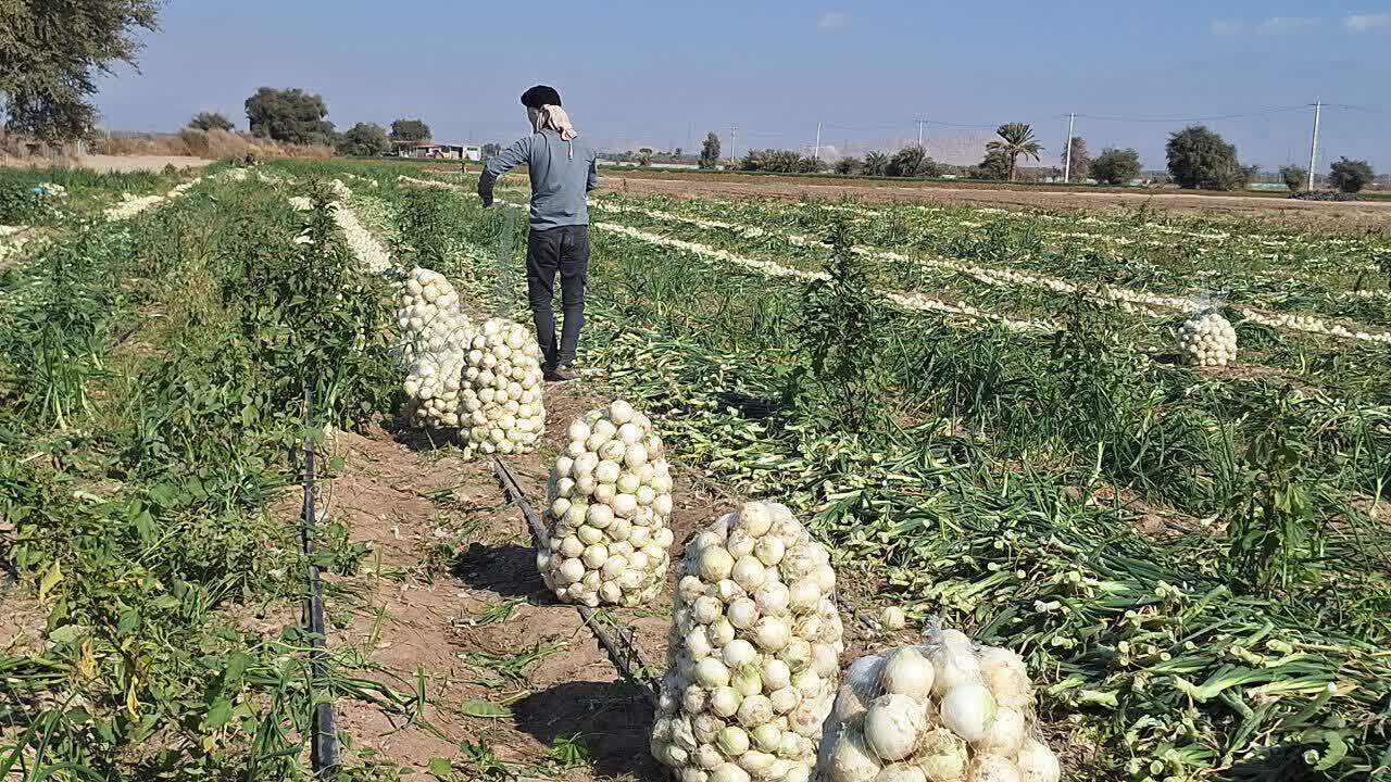 آغاز برداشت پیاز از مزارع شهرستان عنبراباد