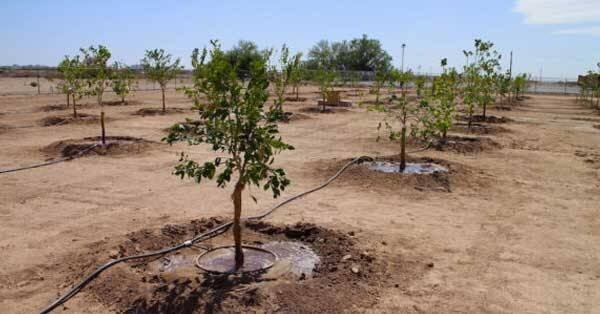 کاشت ۱۰۰ اصله نهال مثمر در بشاگرد