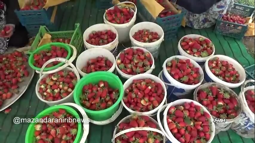 برداشت توت فرنگی در مزارع مازندران