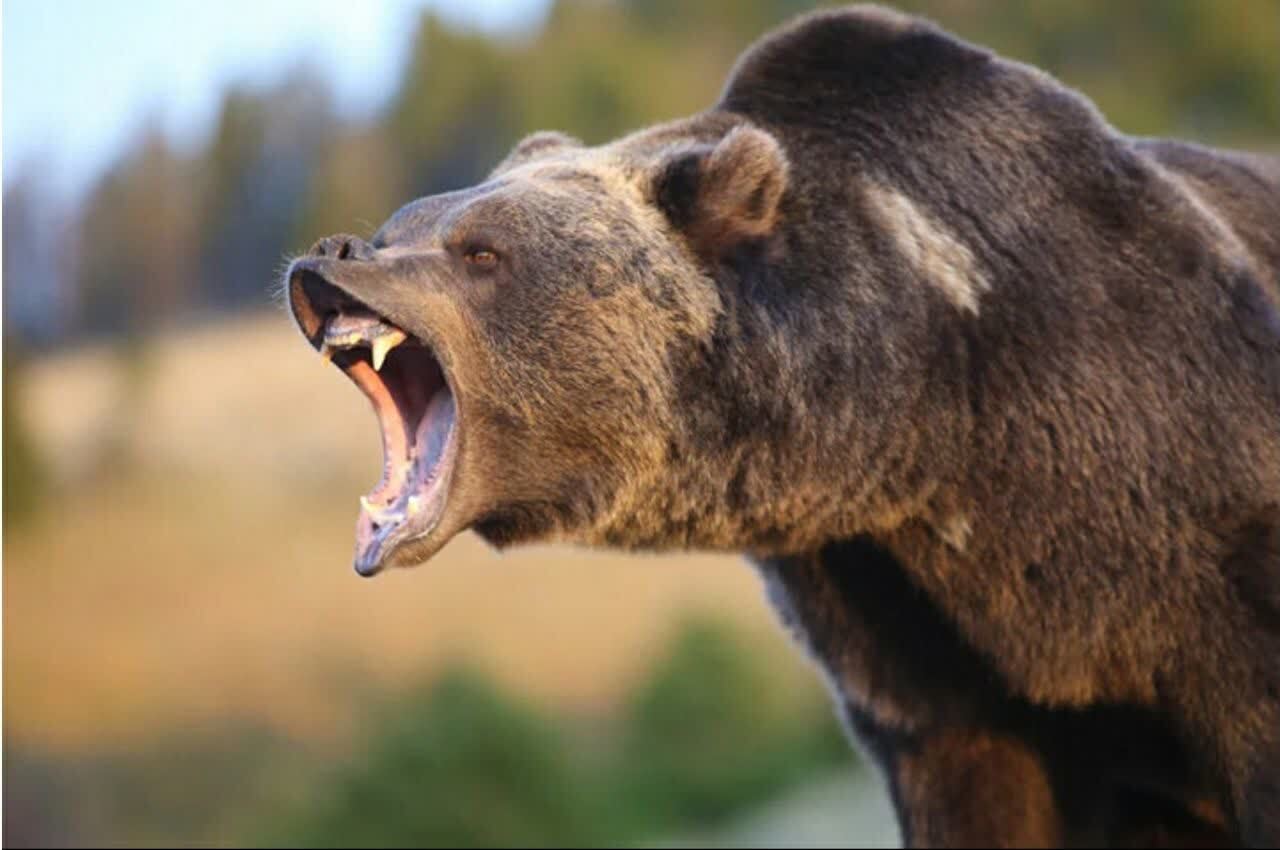مصدوم شدن مرد ۶۰ ساله براثر حمله خرس در دزفول