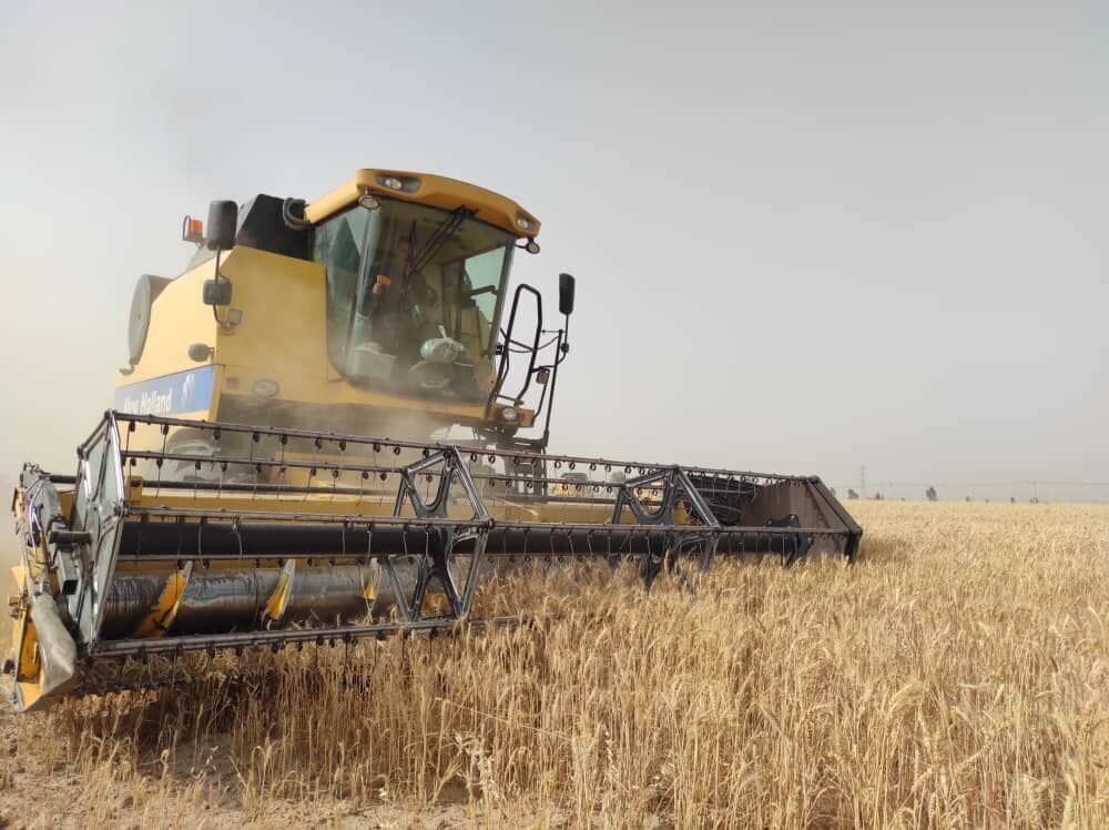 خرید بیش از ۵۹۴ هزار تن گندم و کلزا در خوزستان