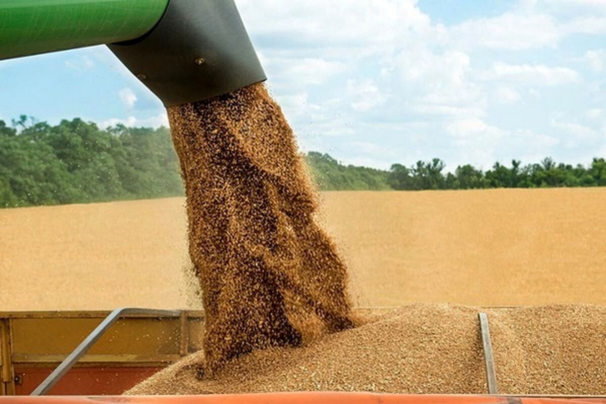تولید بیش از ۶۰ هزار تن گندم در کنگاور