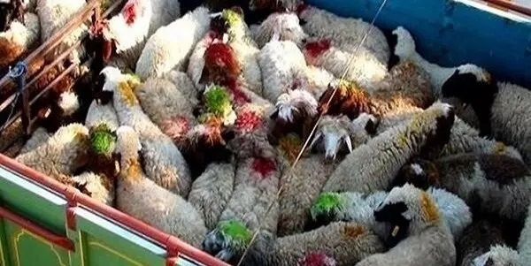 جریمه قاچاقچی ۱۷۰ رأس گوسفند مولد در تربت حیدریه