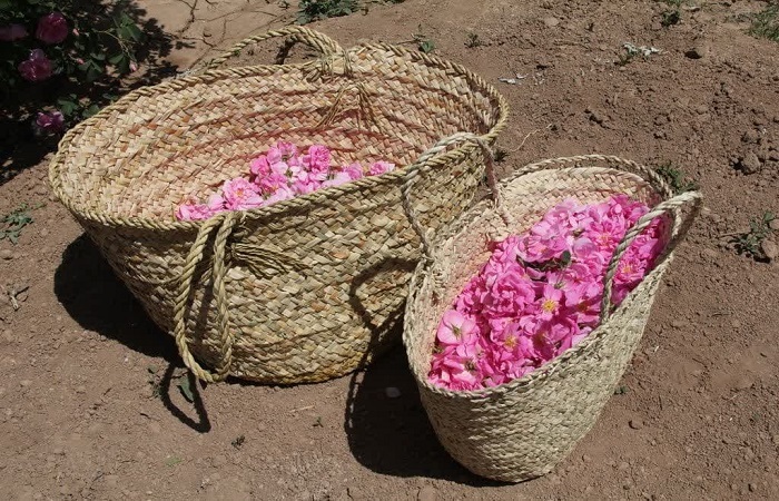 برگزاری جشنواره‌‎های گل محمدی و آیین گلابگیری دراستان قزوین