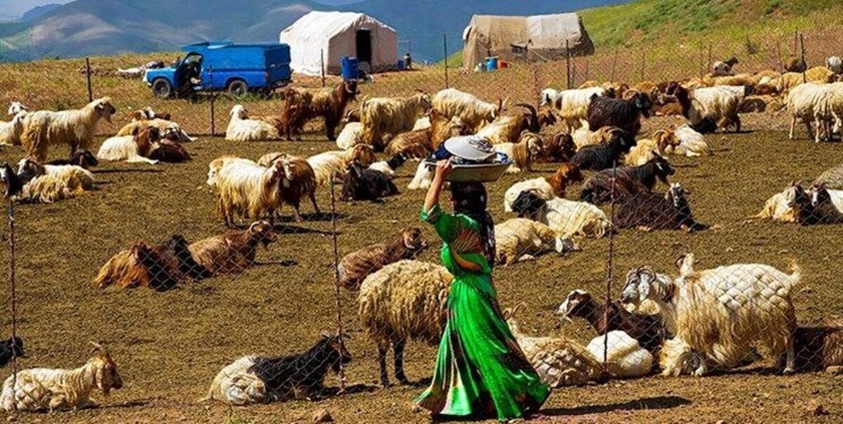 توزیع ۷۰۰ تن نهاده دامی در مناطق عشایری شهرستان ارومیه
