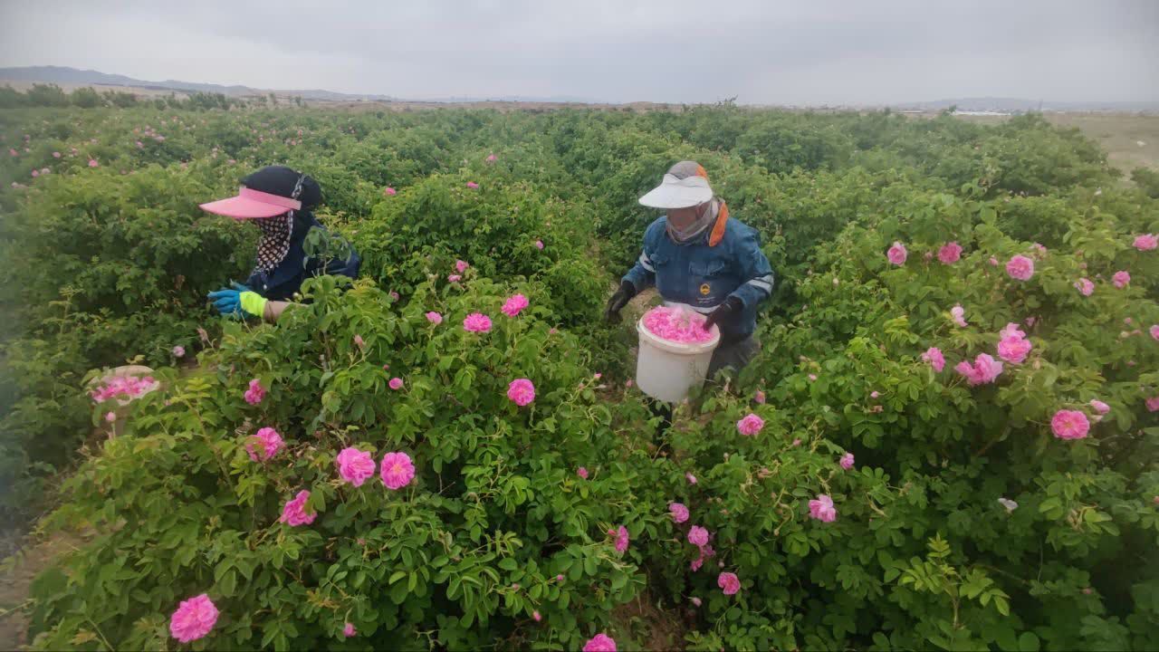 آغاز برداشت گل محمدی در شهرستان سبزوار