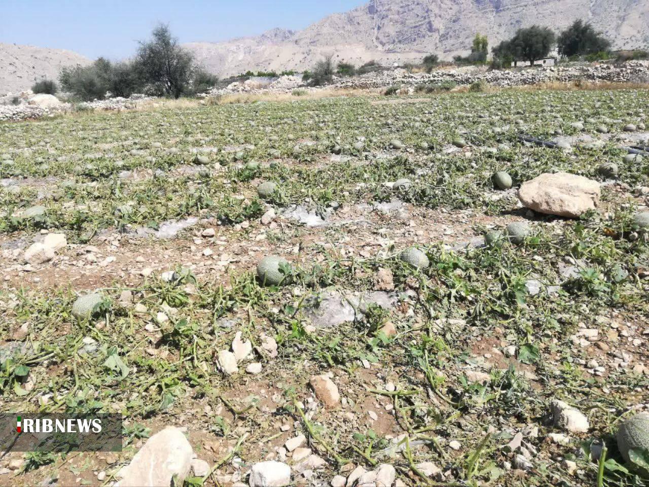 خسارت سیل و تگرگ به مزارع کازرون