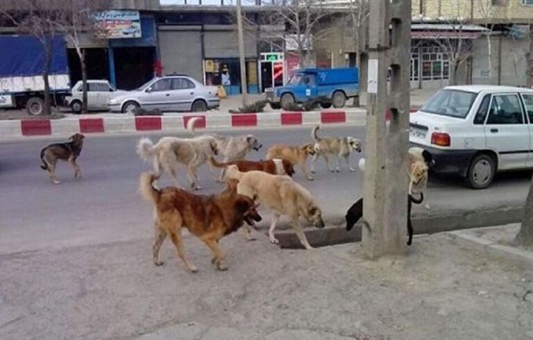 آمار بالای حیوان گزیدگی در اردبیل