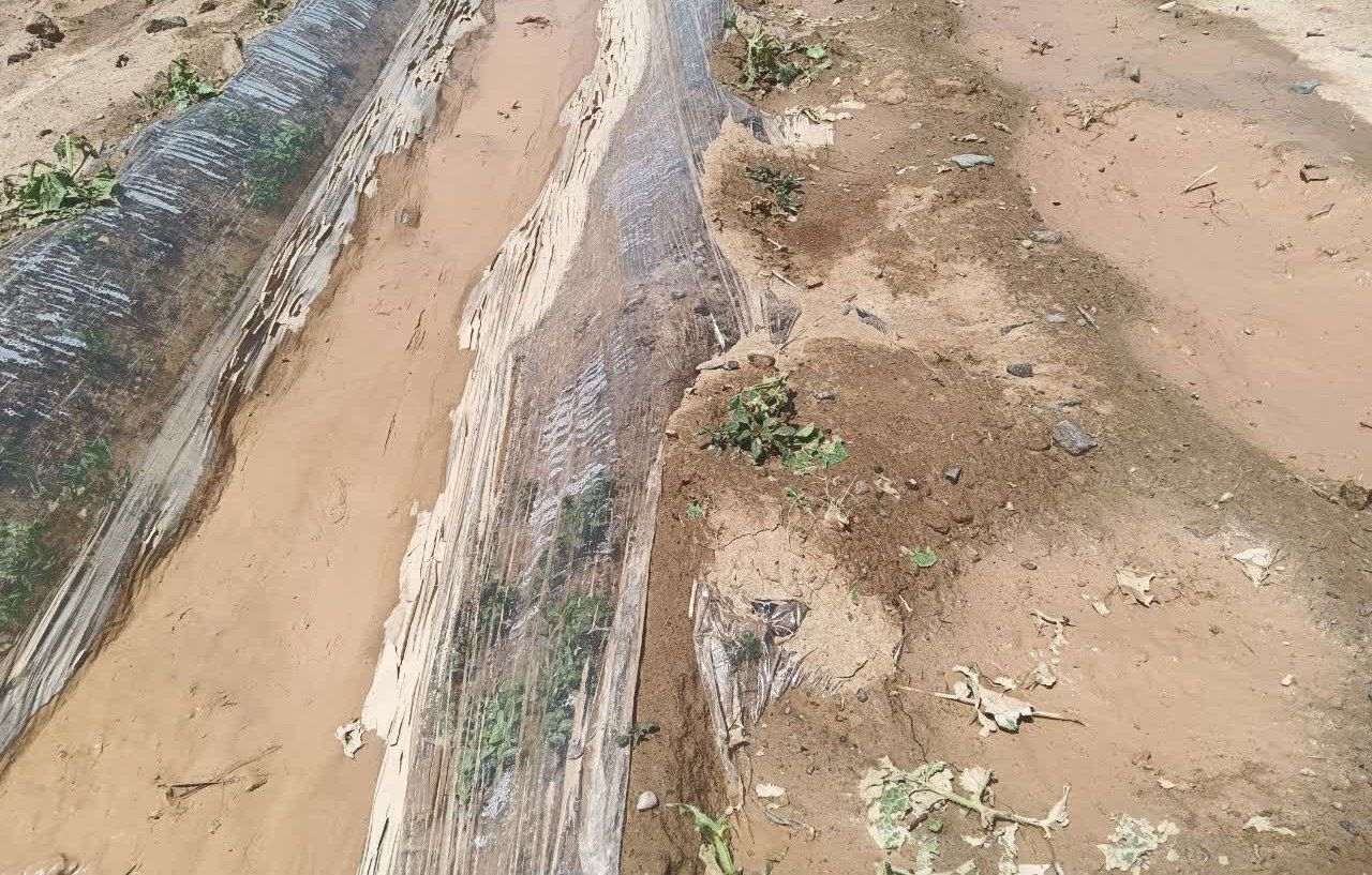 خسارت ۷۷میلیارد ریالی سیل وتگرگ به بخش کشاورزی در شهرستان خواف