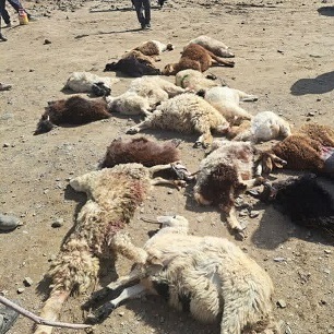 تلف شدن ۵۰ راس گوسفند در حمله گرگ‌ها در کبودان زیرکوه
