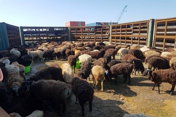 بیمه اجباری دام در راستای قانون افزایش بهره‌وری بخش کشاورزی است