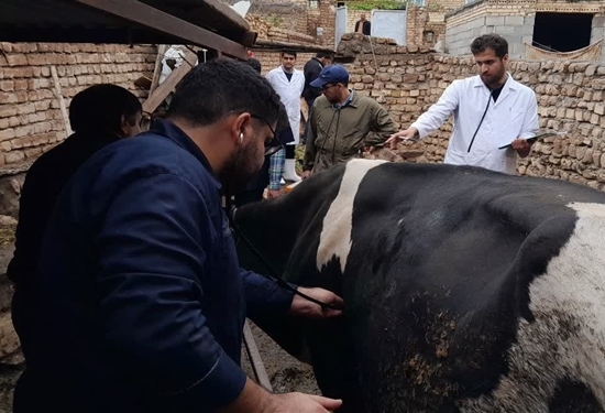 برگزاری اردوی تخصصی گروه جهادی دامپزشکی در شهرستان کلات