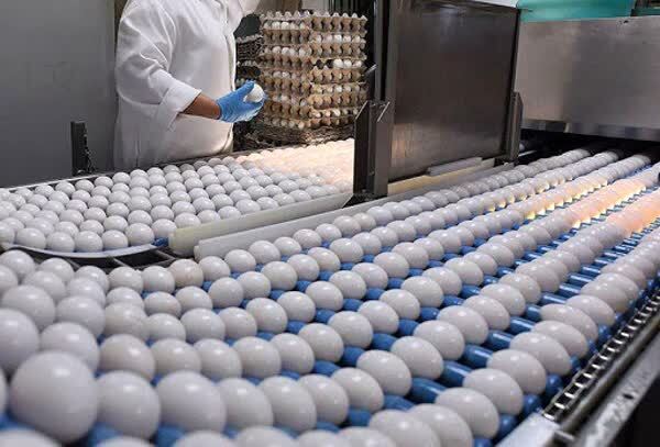 تولید بیش از ١٨ هزار تن تخم‌مرغ در قوچان