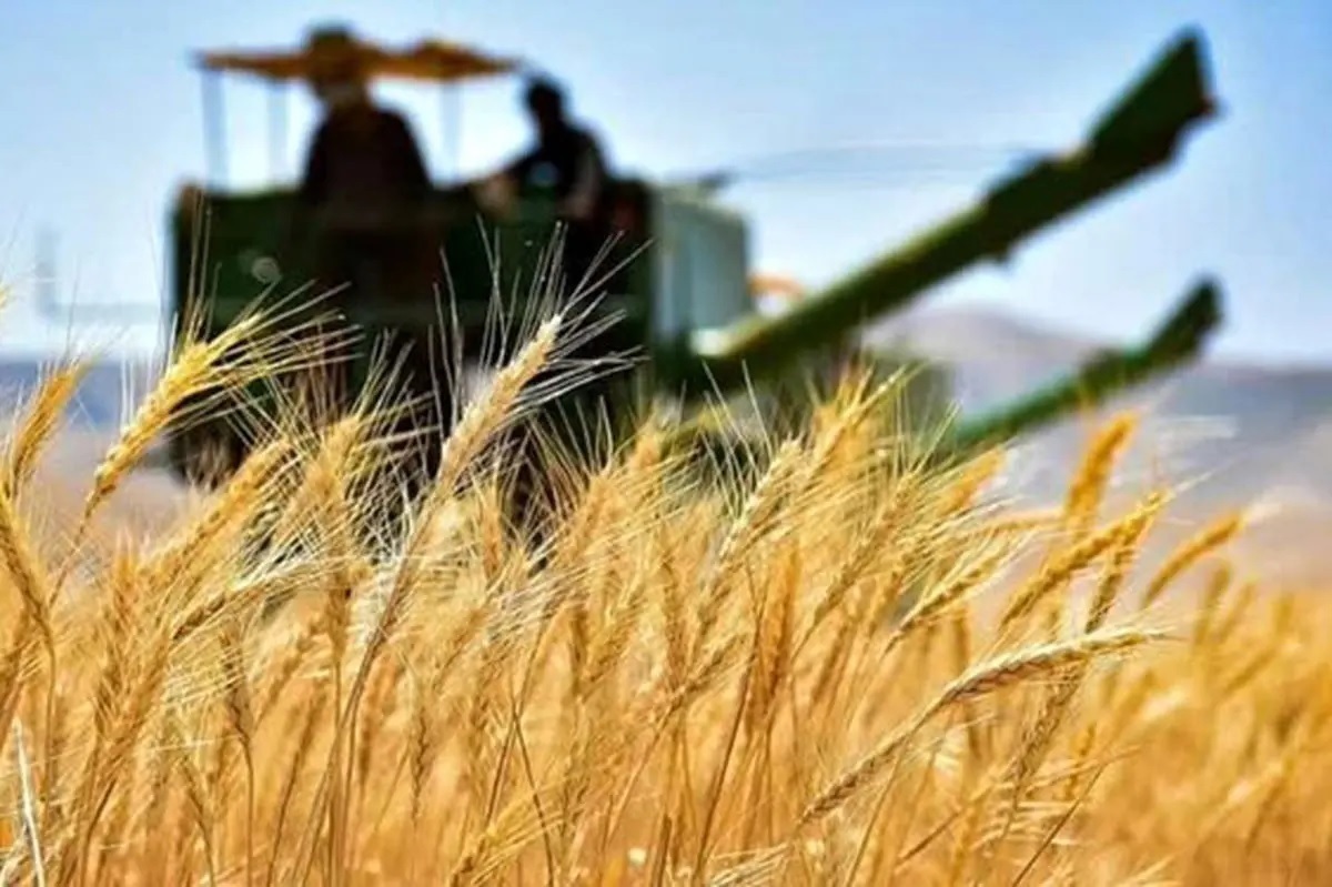 پیش بینی خرید تضمینی ۱۵۰ هزار تن گندم از کشاورزان اصفهانی