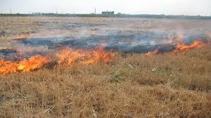 آتش زدن کاه و کلش مزارع کشاورزی ممنوع