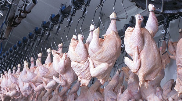 صدور مجوز خرید و راه‌اندازی خط تولید کشتار مرغ در همدان