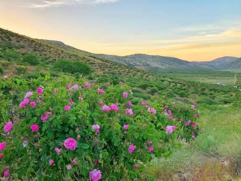 فارس، میزبان جشنواره های گل و گلاب محمدی