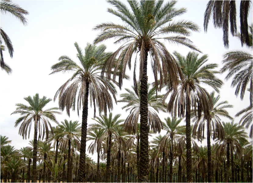 ثبت بیمه نخلداران خوزستانی تا پایان اردیبهشت