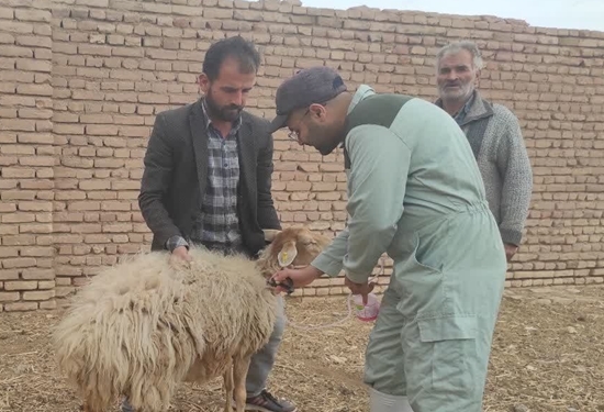 واکسیناسیون رایگان حدود ۲۷۰ هزار راس دام سبک و سنگین علیه بیماری تب برفکی در سبزوار