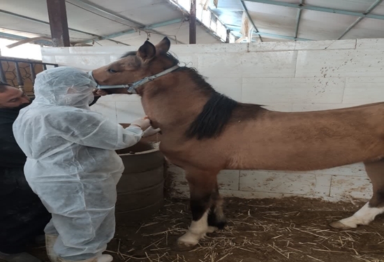 رصد و پایش بیماری مشمشه در واحدهای پرورش اسب در شهرضا