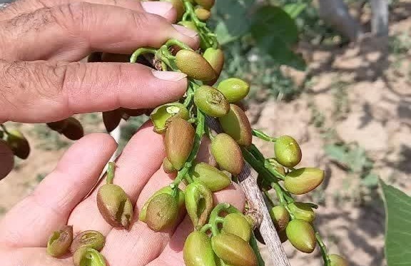 خسارت توفان و تگرگ به قطب پسته کاری خراسان رضوی