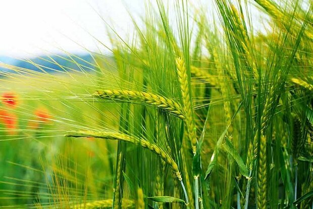 ظهور خوشه‌های طلایی گندم در ساری