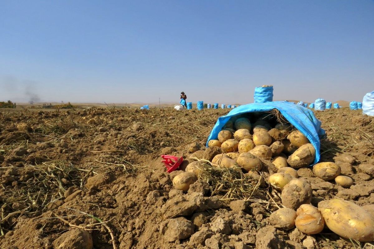 چالش تکراری برای سیب زمینی گلستان؛ با توقف قطار صادرات سیب زمینی کشاورزان زیان برداشت می‌کنند