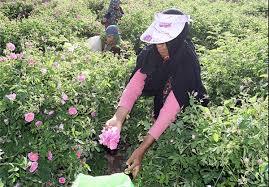 لغو جشنواره گل و گلاب در روستای فرخد