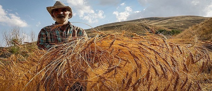 پرداخت ۶ هزار میلیارد تومان از مطالبات گندم‌کاران همدانی