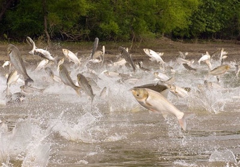ممنوعیت صید و فروش ماهی رودخانه‌ای در دزفول