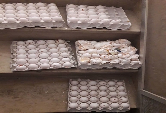 ضبط و معدوم سازی بیش از ۳۳۰ کیلوگرم تخم مرغ در شهرستان بیرجند