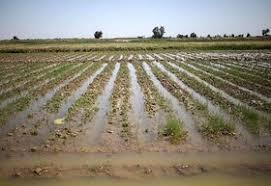 تگرگ و سیل ۲۸۷۰ میلیارد ریال به کشاورزی نیشابور خسارت زد