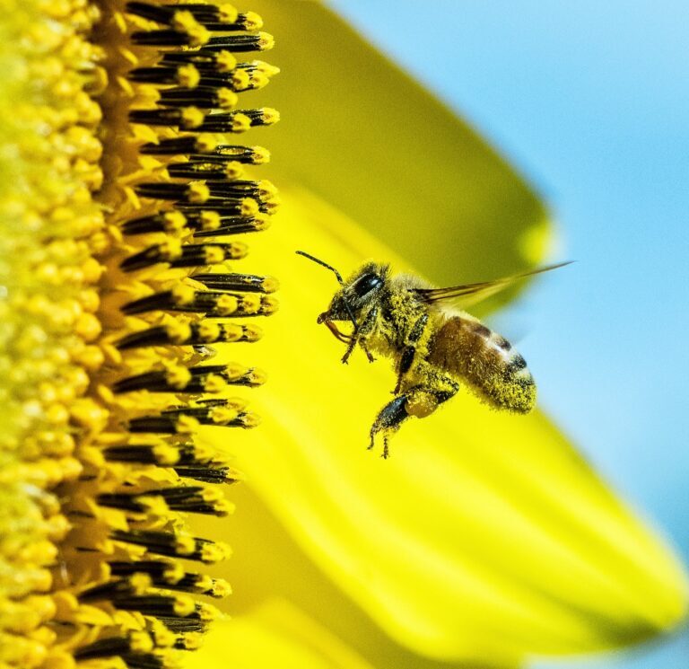 ** زنبورها در خطرند؛ تا می توانید گل بکارید