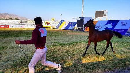سومين جشنواره شو اسب اصيل کرددر کنگاور برگزار شد