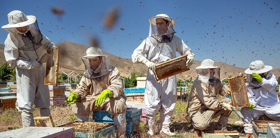 تولید بیش از ۱۲ هزار تن عسل در فارس