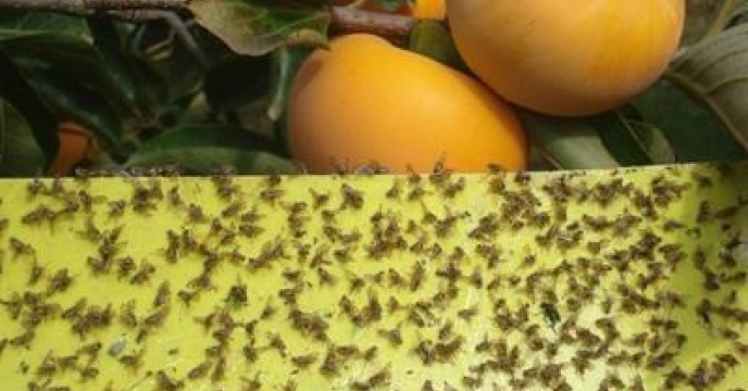 آغاز ردیابی مگس میوه مدیترانه‌ای در باغات شهرستان مهریز
