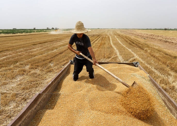 دولت مکلف به پرداخت مطالبات کشاورزان در اسرع وقت