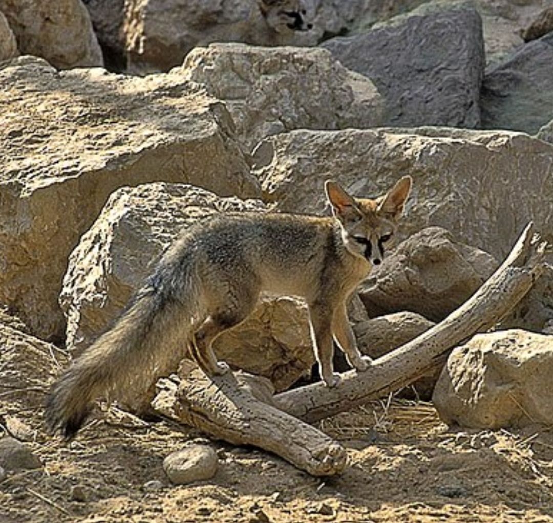 ثبت اولین مشاهده گونه شاه روباه در استان بوشهر