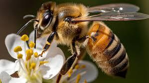 زنبور‌ها نبض حیات کره زمین