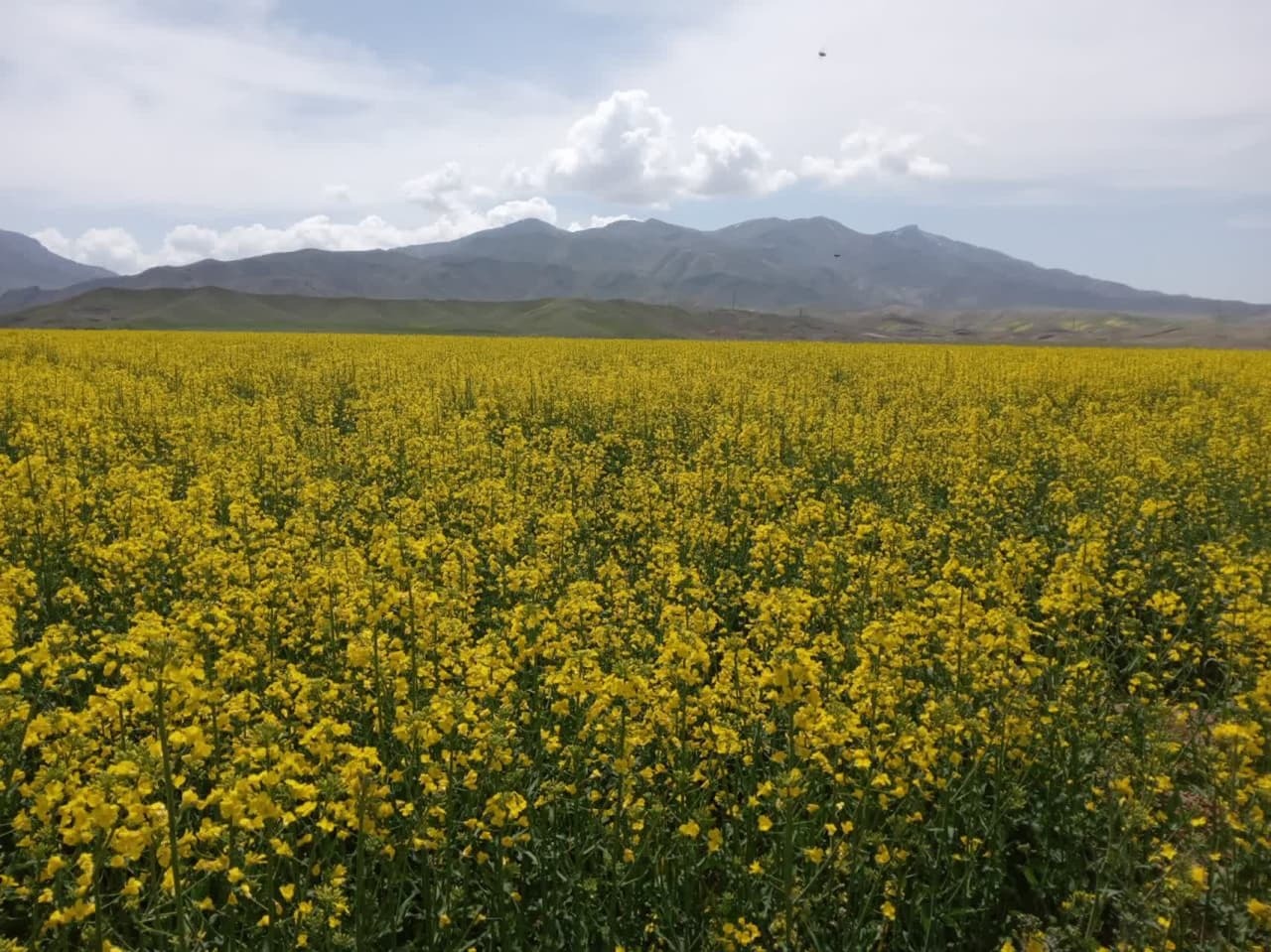 گلدهی مزارع کلزا در شهرستان جلفا