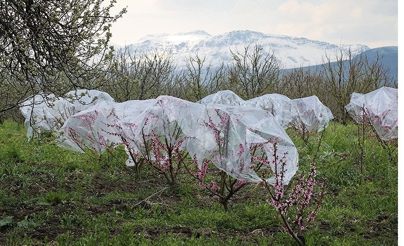 هشدار سرمازدگی به باغداران همدانی